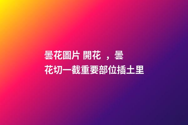 曇花圖片 開花，曇花切一截重要部位插土里-第1張-觀點-玄機派